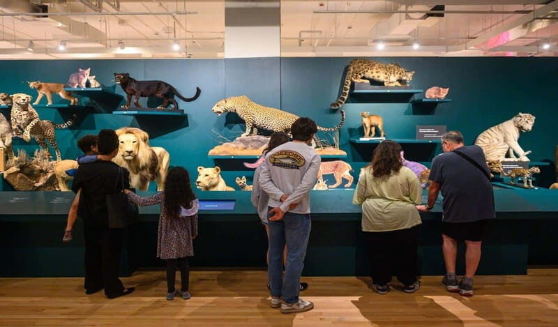 Royal Ontario Museum Revealed: A Guided Tour Through History - Key things I’d watch for on this Royal Ontario Museum tour
