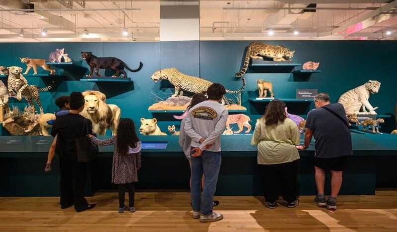 Royal Ontario Museum Revealed: A Guided Tour Through History - Practical Ways to Enjoy It Without Feeling Rushed